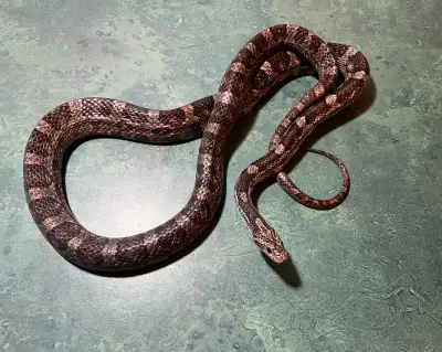 Charcoal Corn Snake, View more