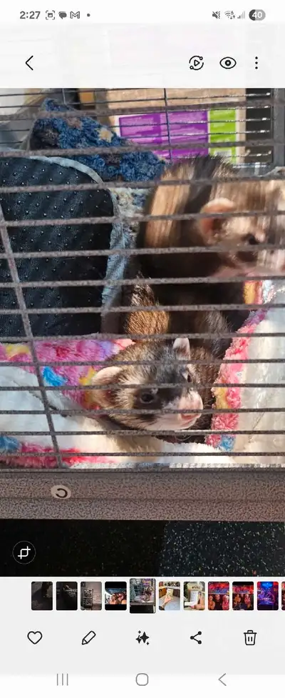 2 female ferrets, View more