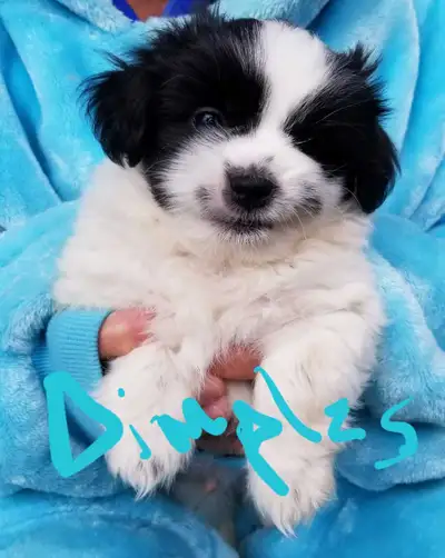 Halloween Puppies, View more