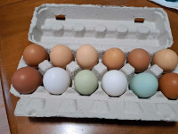 Free range laying hens for sale 