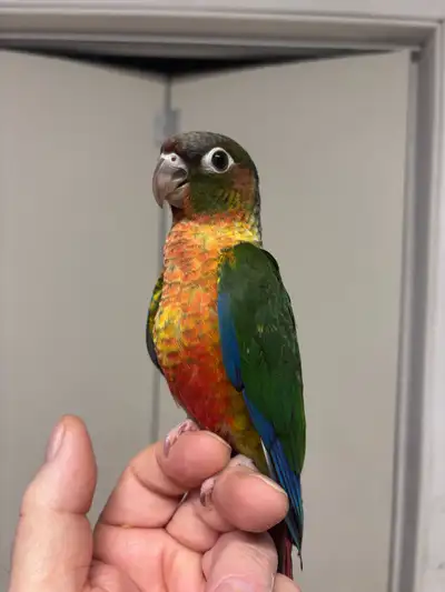 hand fed conure baby, View more