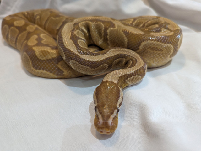 Caramel albino and killer bee ball python with tank dans Reptiles et amphibiens à adopter  à Longueuil/Rive Sud