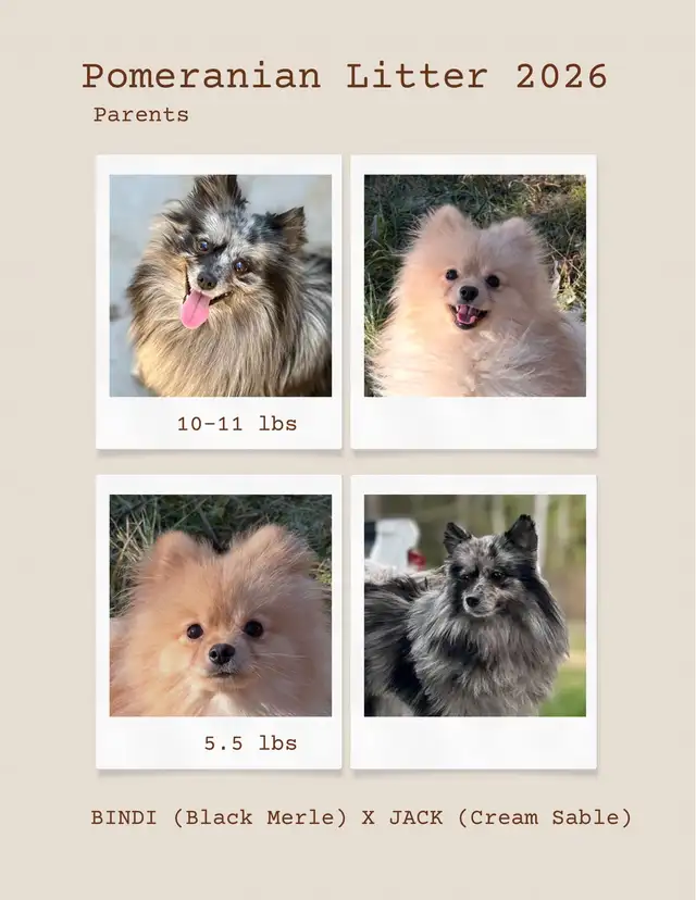 Female Pomeranians in Dogs & Puppies for Rehoming in Edmonton - Image 10