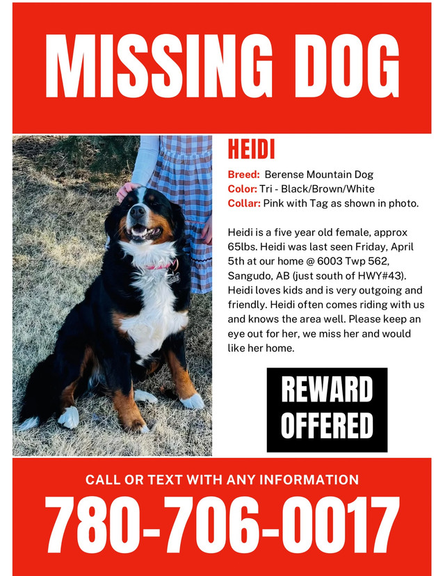 Missing Bernese Mountain Dog in Other Pets for Rehoming in Edmonton