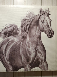 canvas (horse)
