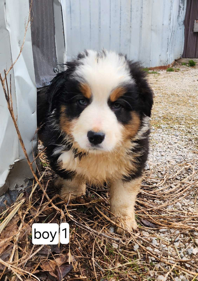 Purebred Australian Shepherd puppies - Ready for a new home in Dogs & Puppies for Rehoming in Owen Sound - Image 3