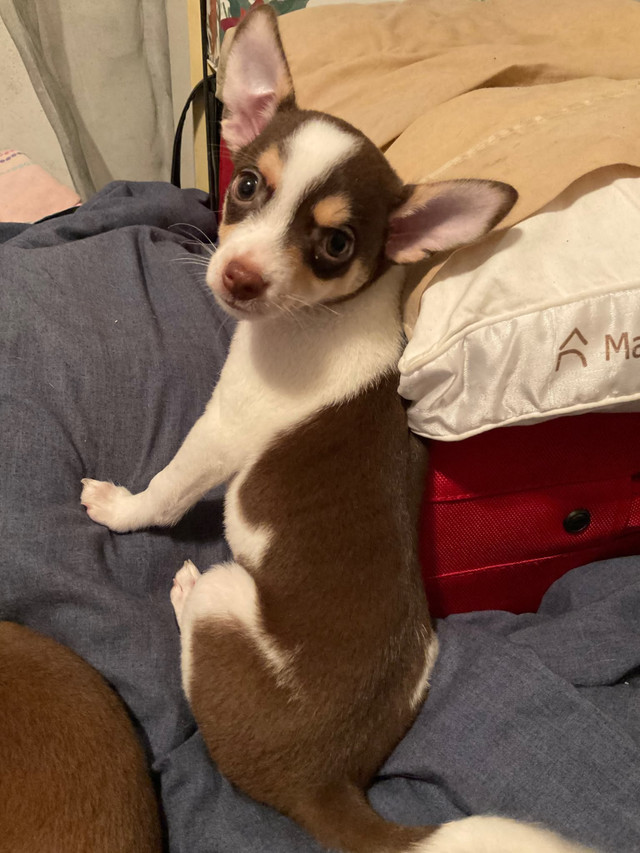 Chihuahuas à vendre dans Chiens et chiots à adopter  à Ville de Montréal - Image 3
