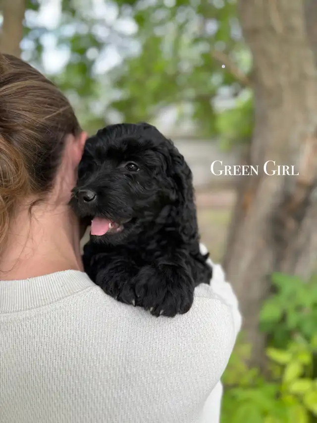 SOLD! Stunning Black Goldendoodle in Dogs & Puppies for Rehoming in Edmonton - Image 4