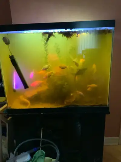 55 in aquarium  + stand, gold fishes , apple snails to rehome, View more