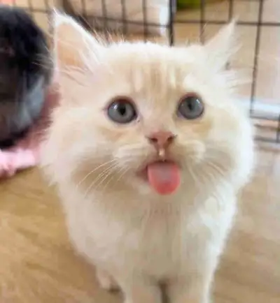 British longhair x ragdoll kitten 10 weeks, View more