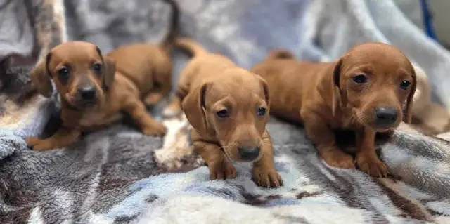 chiot teckel standard male poil court in Dogs & Puppies for Rehoming in Laurentides - Image 9