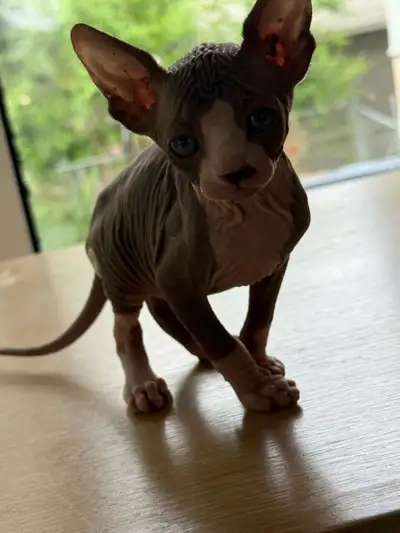 Sphynx kittens, View more