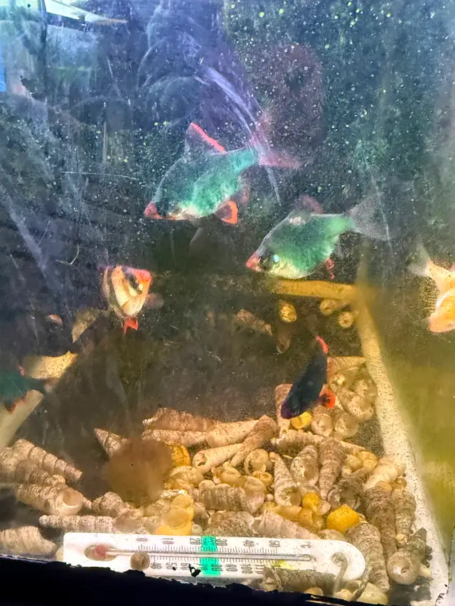 Tiger Barbs - 1 year old in Fish for Rehoming in Brantford - Image 5