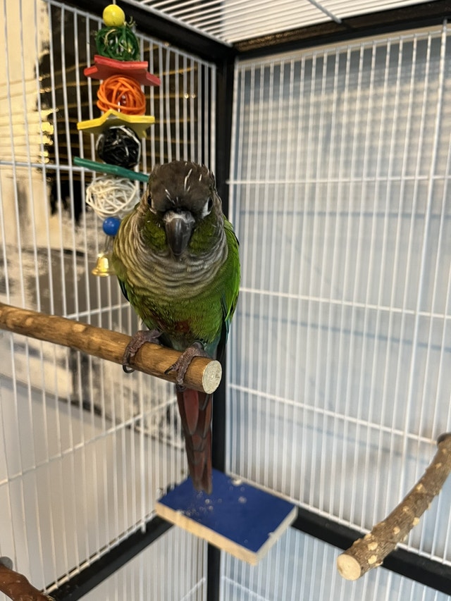 2 year old green cheek conure with 3 cages and accessories Birds for