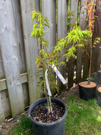 Mikawa Yatsubusa Japanese Maple 