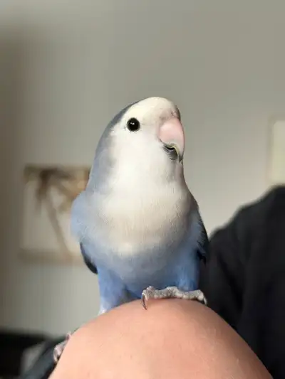 Species: Peach-faced Lovebird Color: Grey-blue Sex: Unknown (assumed male) Estimated Date of Birth:...