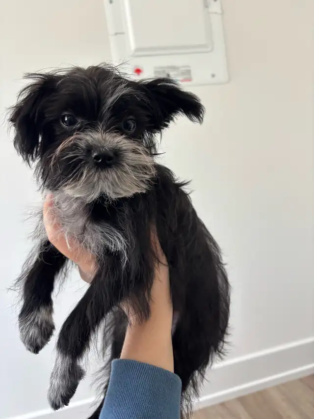 morkies male in Dogs & Puppies for Rehoming in Gatineau - Image 10