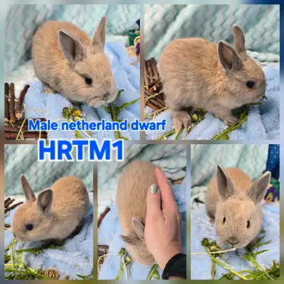 Pure Netherland dwarf rabbits ready for their fur-ever home, these are the tiniest ones Check out my...