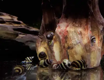 Assassin snails , View more
