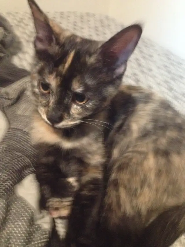 Russian Blue/ Maine Coon kittens. 3 kittens ready to go $40 in Cats & Kittens for Rehoming in Edmonton - Image 3