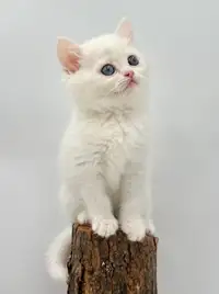 Scottish purebred kitties for sale 