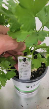Herbs plants:Parsley, Mint,Thai Basil( rau Quế), LemoHúng chanh 