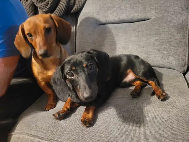 Purebread Miniature Dachshund Puppies Ready for Forever Homes! in Dogs & Puppies for Rehoming in Winnipeg - Image 8