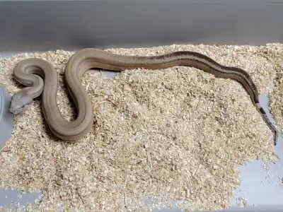 Sterling 66% het Blood - Female, View more