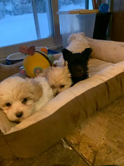 Mini female Maltipoos, View more