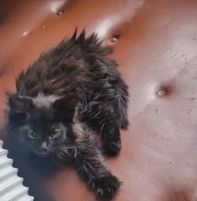 Superbe chaton mâle noir et auburn., View more