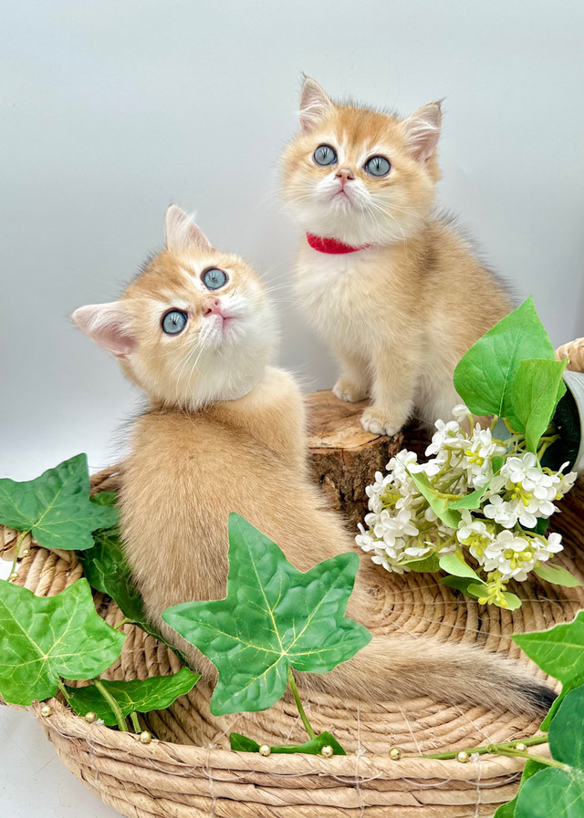 Handsome British Shorthair Kittens  in Cats & Kittens for Rehoming in Markham / York Region - Image 2