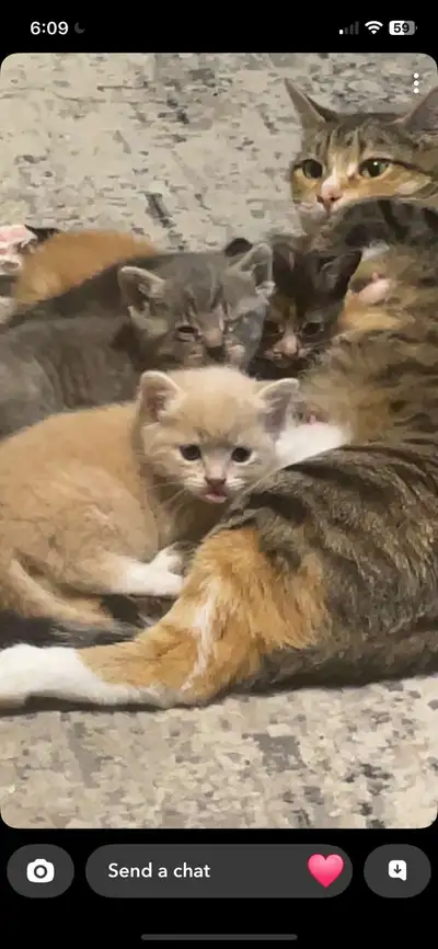 kittens 4 weeks old, View more