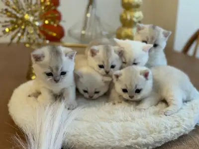 British Shorthair kittens, View more