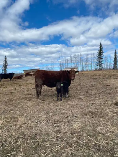 1st calvers. Good quiet cows. Born and raised on the farm out of excellent cows! Calves born end of...
