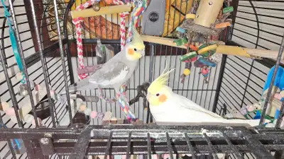 2 friendly male cockatiel, cage and accessories, View more