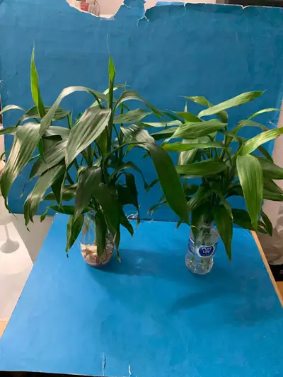 Beautiful Lucky Bamboo 1/: 5-17” in bottle $15 . 2/: 6-19” $20, View more