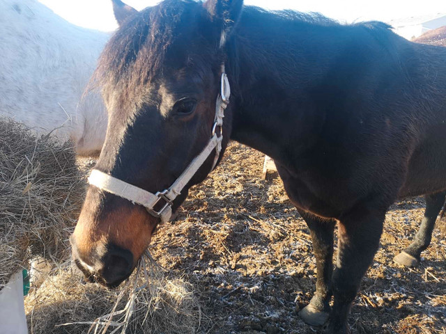 Horses for sale  in Equestrian & Livestock Accessories in Regina - Image 4