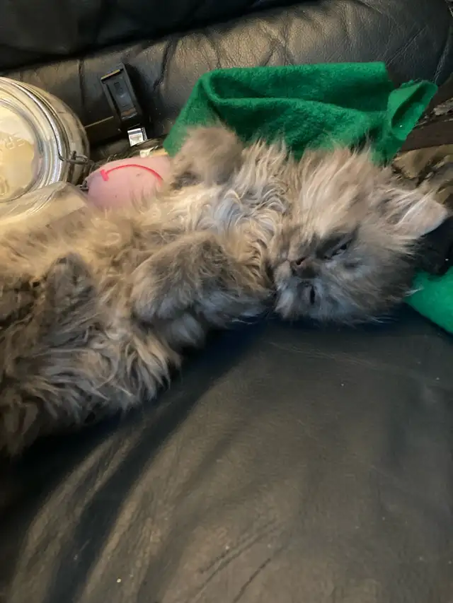Adorables chatons Persans/Nebelung in Cats & Kittens for Rehoming in Québec City - Image 3