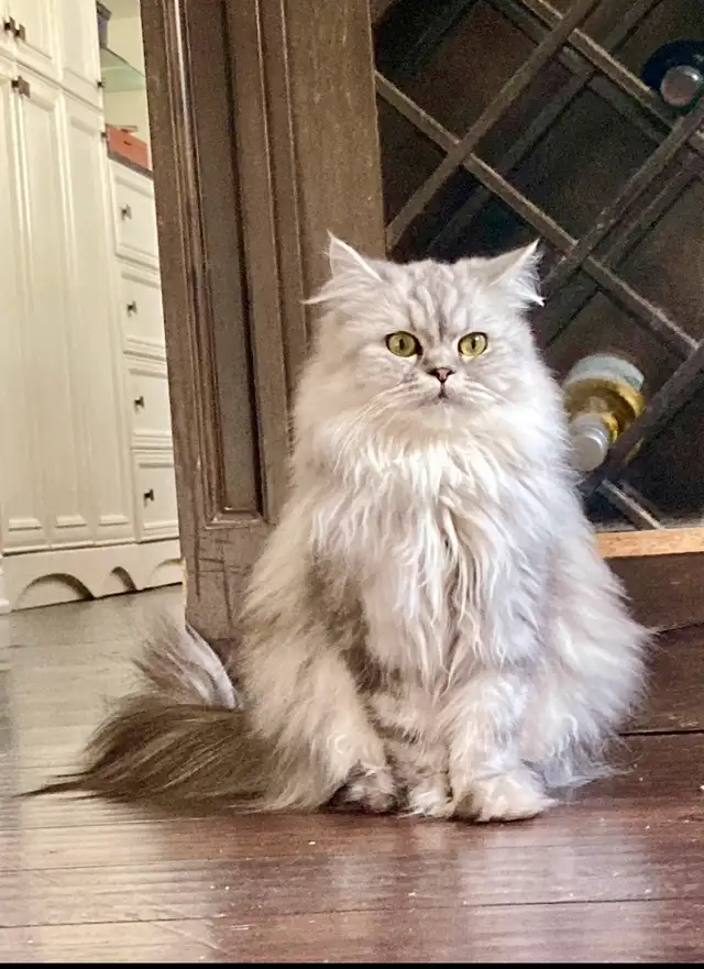 ✨LOVECATS TICA reg. Cattery