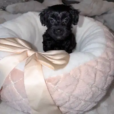 Yorkie Poos!!, View more