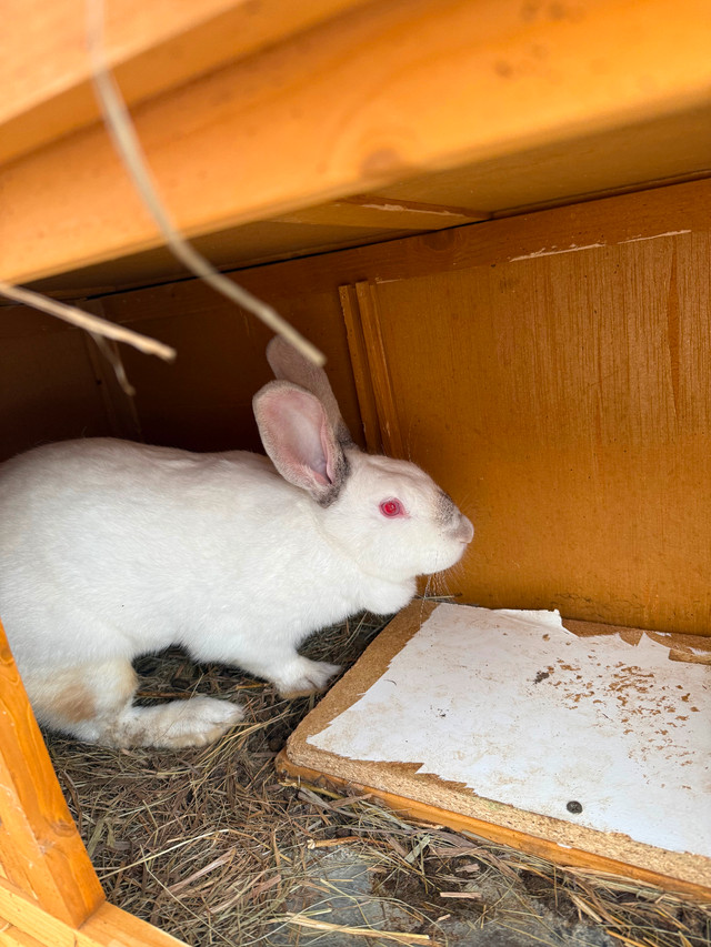 Female bunny in Small Animals for Rehoming in Peterborough - Image 3