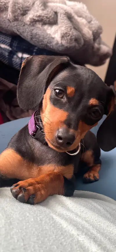 5 month old Female, Outside trained, Full shots and deworming. She comes with a kennel, beds, dog fo...