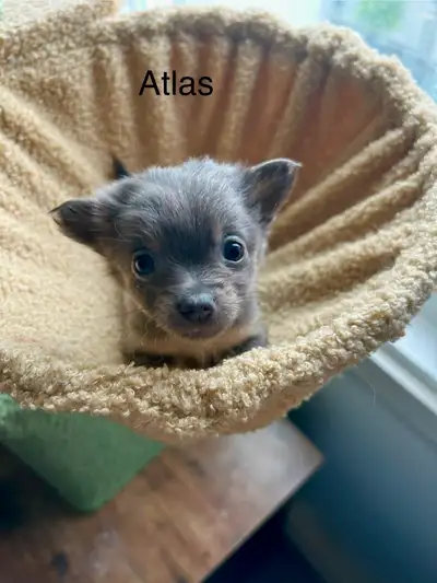 chiot chihuahuas, View more