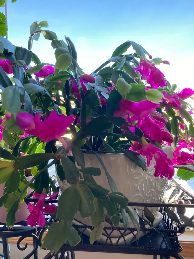Christmas Cactus in Other in Edmonton - Image 2
