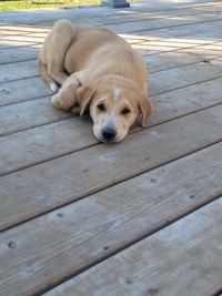 Beautiful large mix breed puppy