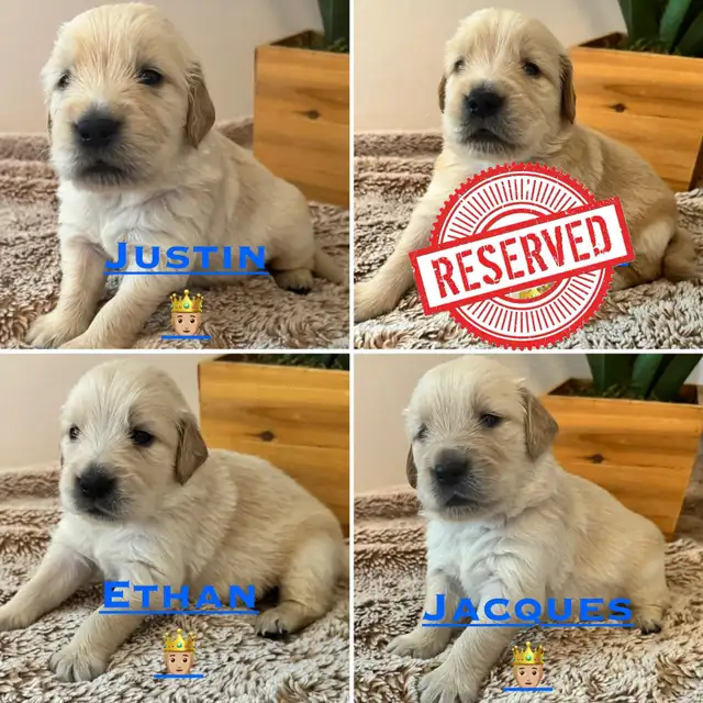 Chiots Golden retrievers PURE RACE in Dogs & Puppies for Rehoming in Laval / North Shore - Image 4
