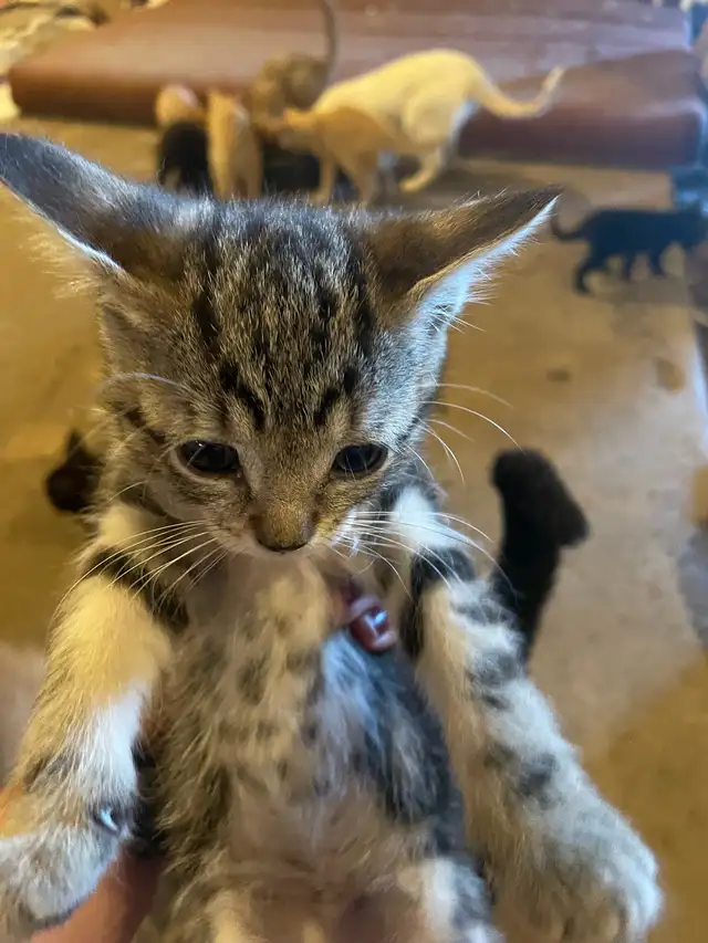 Farm Kittens