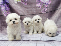 Toy size bichon puppies ready to new home 