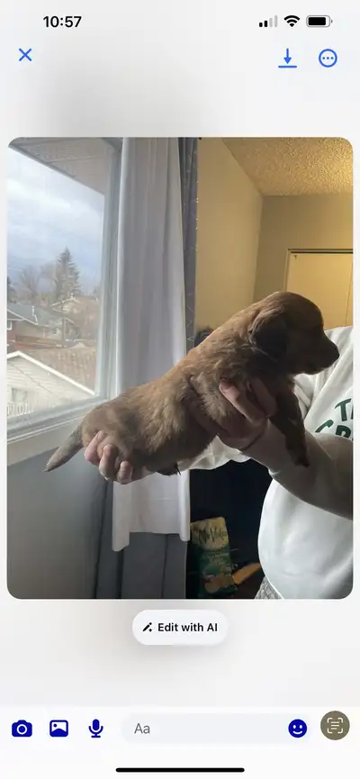 Dachweiller pups ! one of a kind 3 left !!, View more