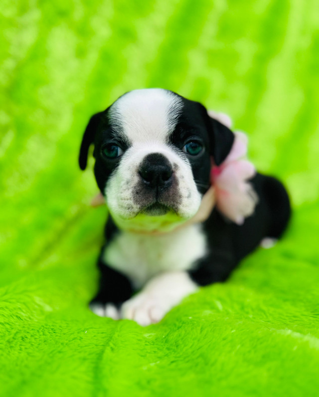 Ckc Registered Boston Terrier Females in Dogs & Puppies for Rehoming in City of Toronto - Image 4